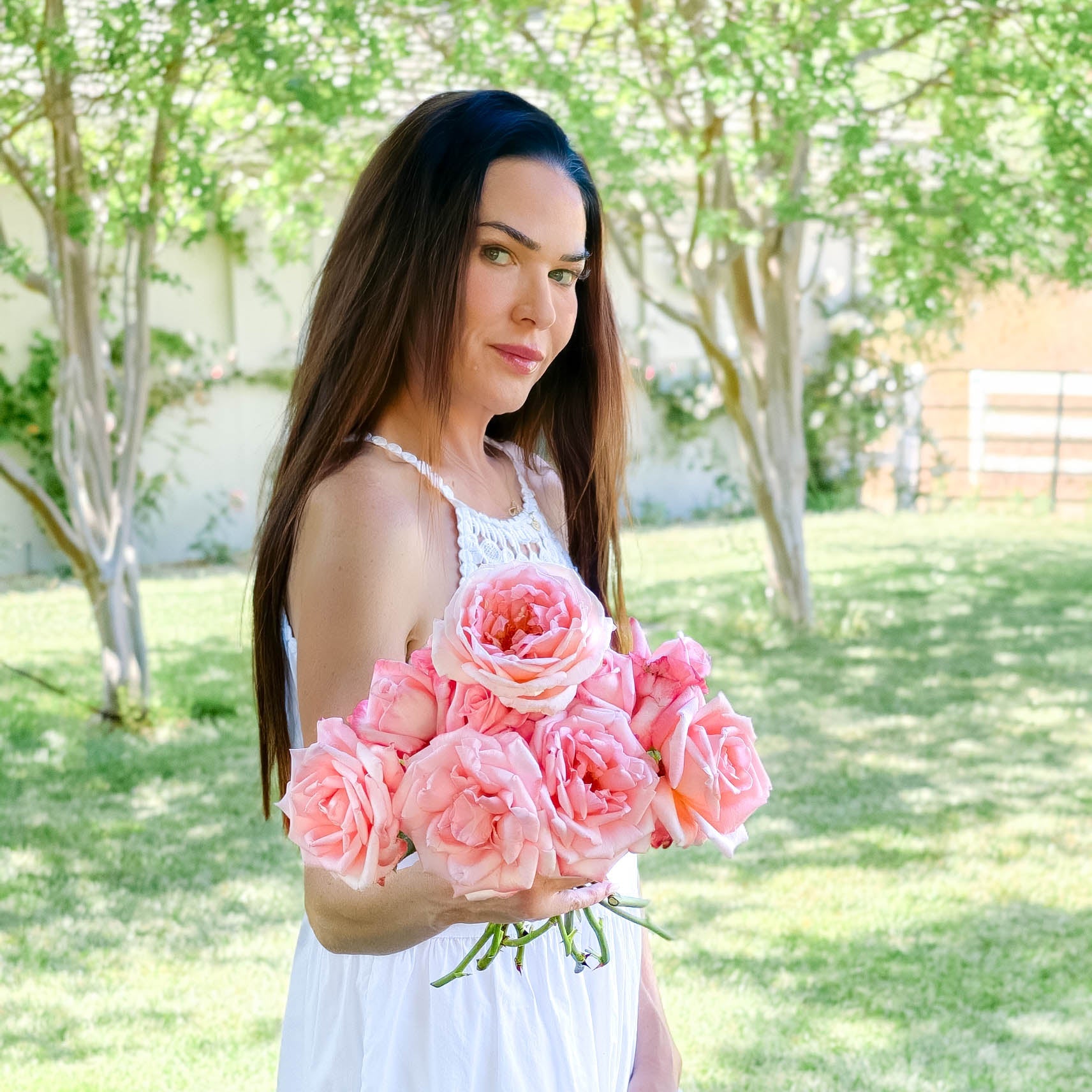 New Zealand Potted Rose Bush | Blush Pink Hybrid Tea Rose | Grace
