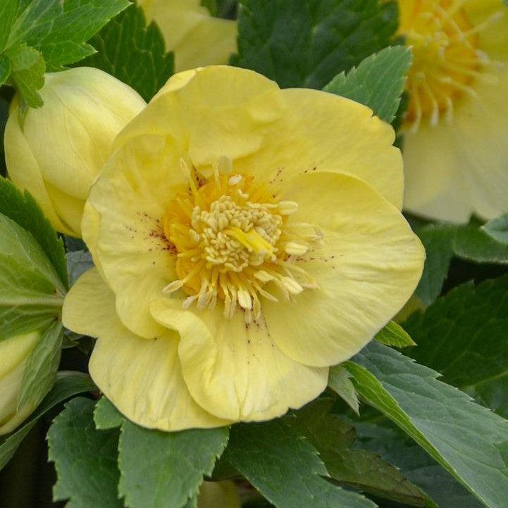 Helleborus 'California Dreaming' Potted Lenten Rose Plant