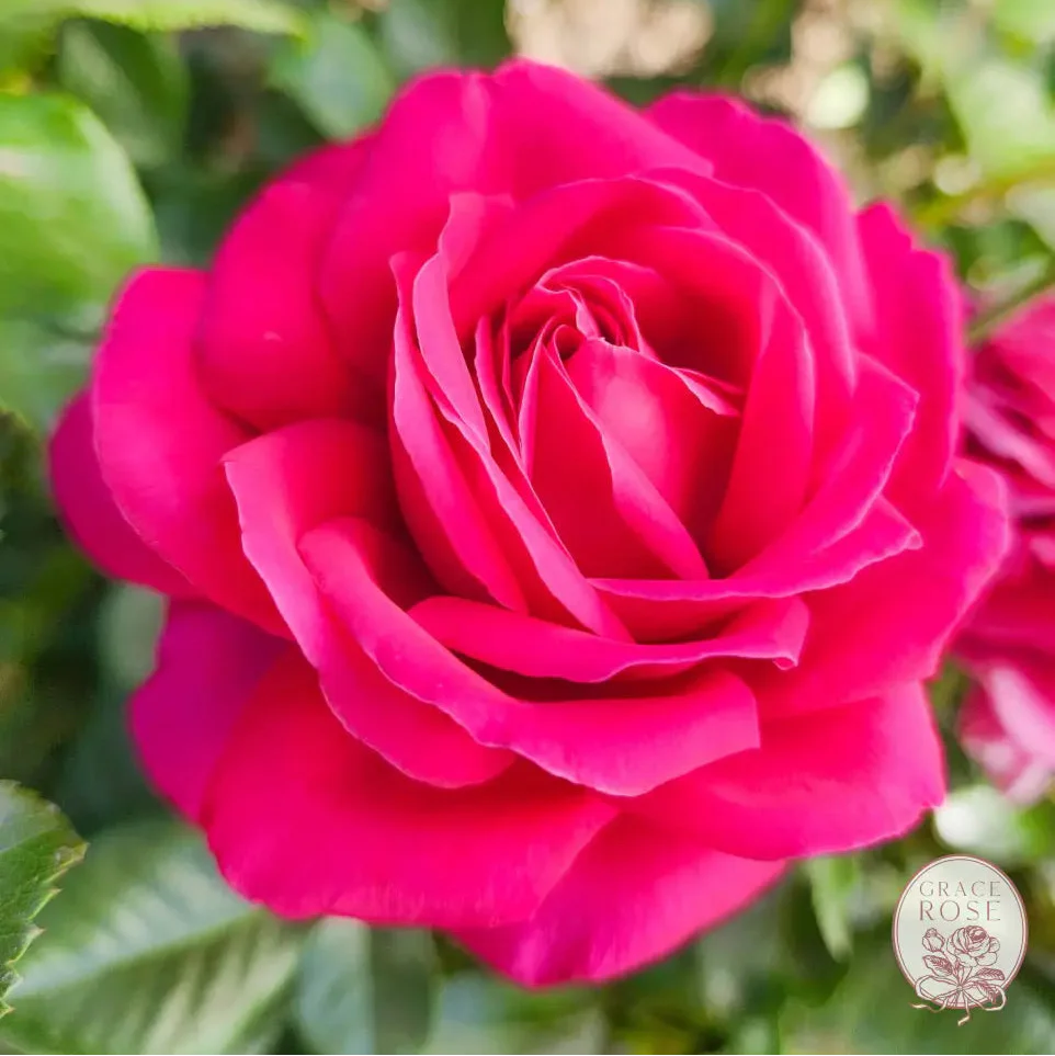 Nothing But Class™ Potted Rose Bush