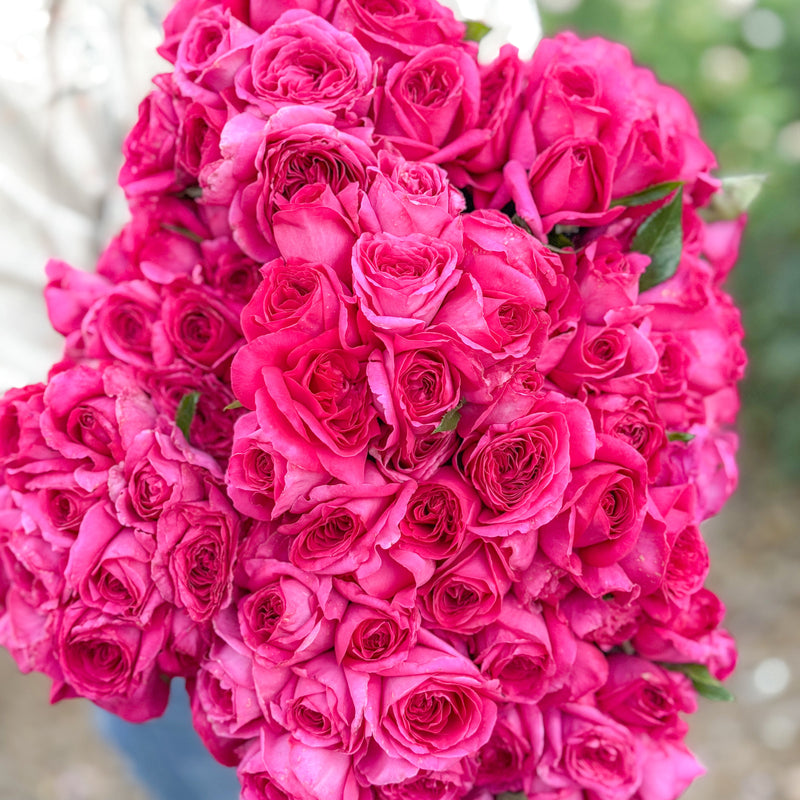 Bouquet of bright pink roses held by a person with a blurred background