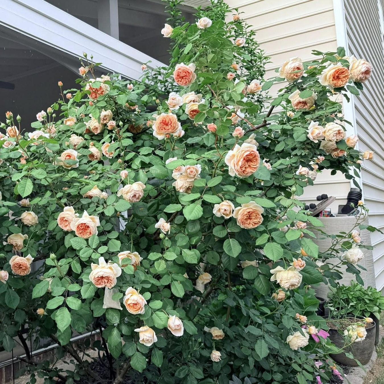 David Austin® Crown Princess Margareta® Potted Rose Bush