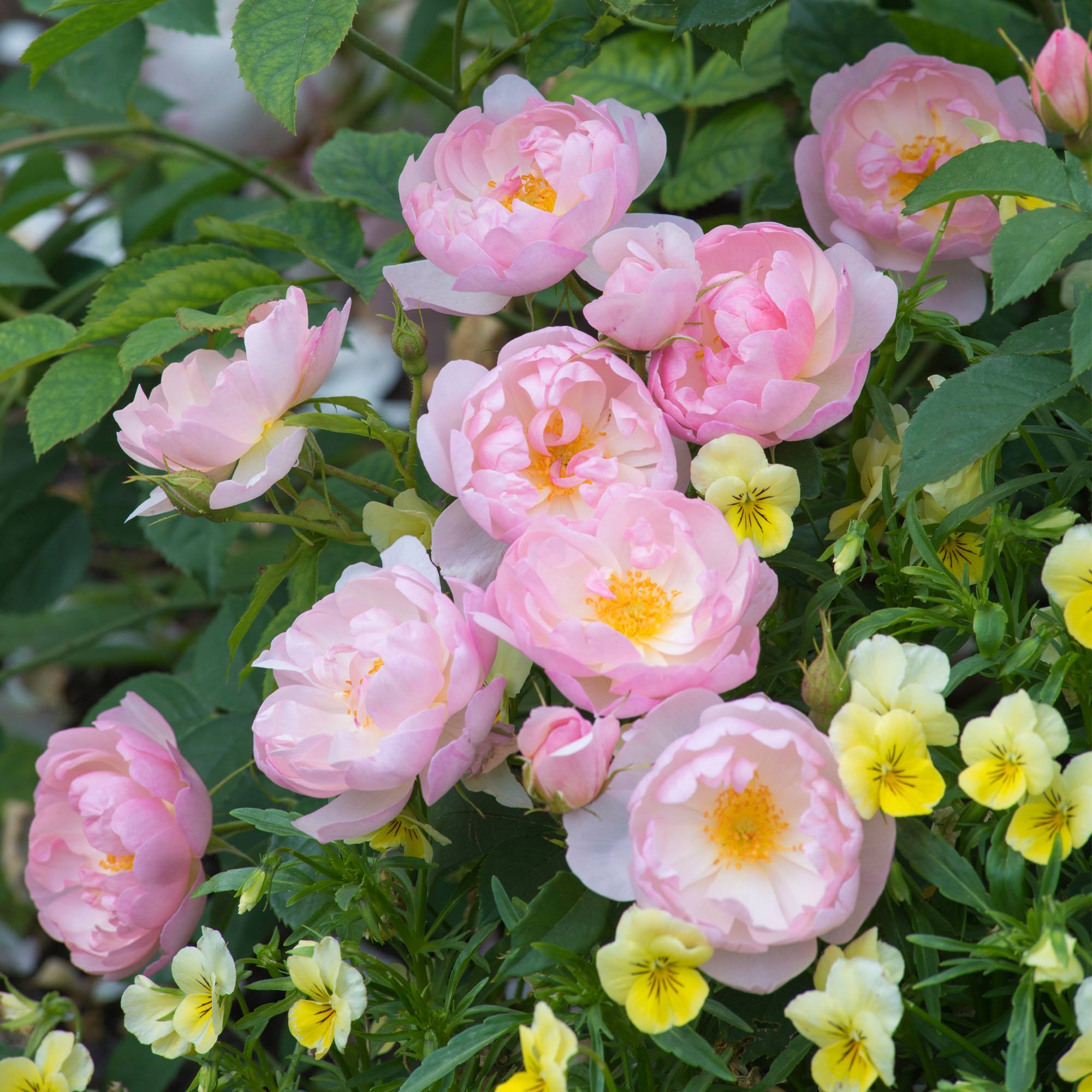 David Austin® Scarborough Fair Potted Rose Bush