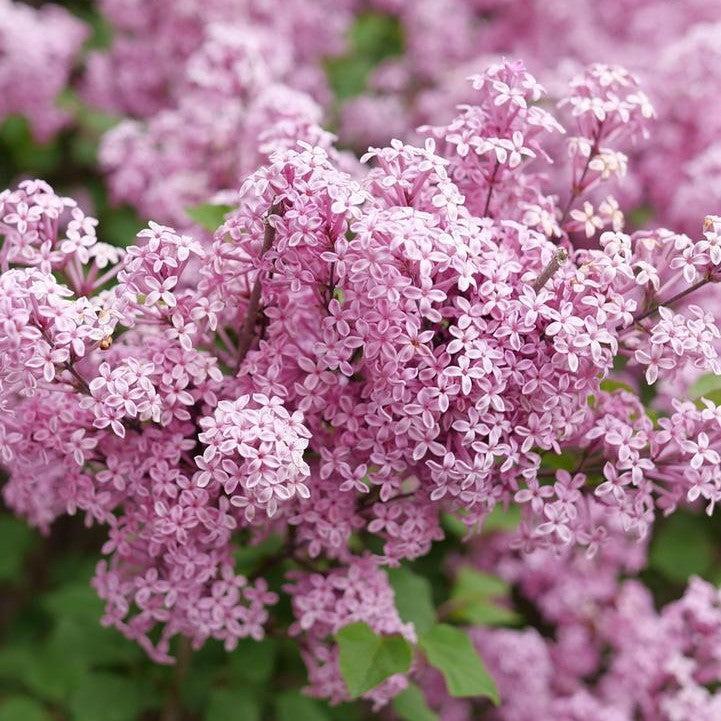 Proven Winners® Lilac Bloomerang® Purpink Potted Lilac Plant