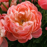 Peonies