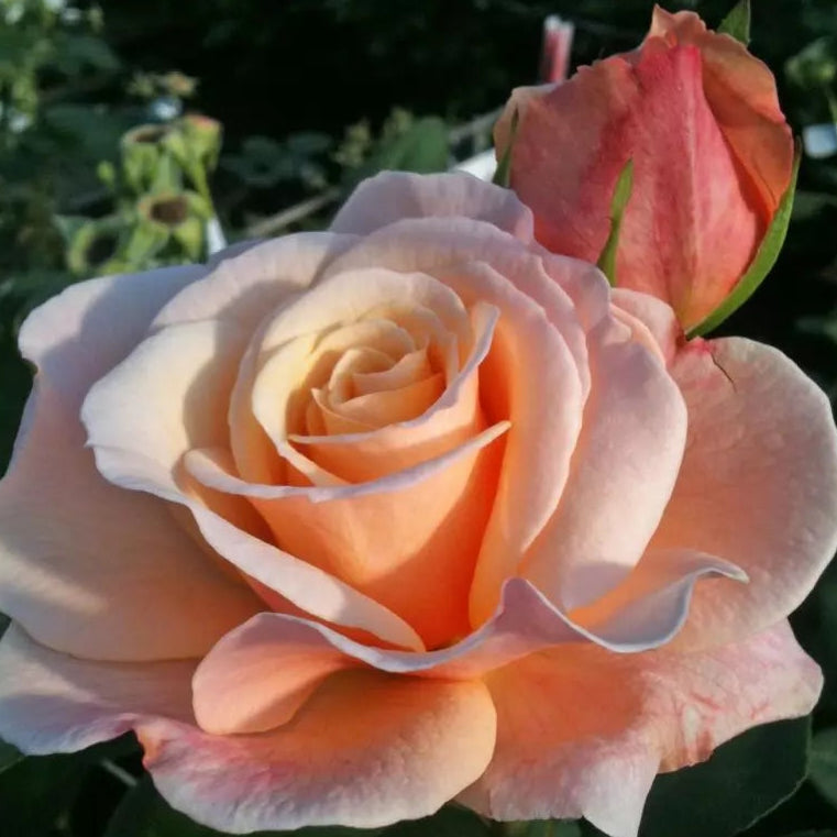 Eleganza® Oh Happy Day™  Bare Root Rose Bush