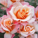 Eleganza® Oh Happy Day™ Potted Rose Bush - Grace Rose Farm