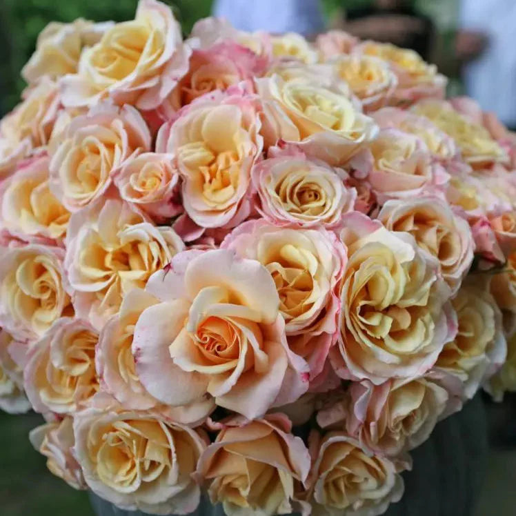 Eleganza® Oh Happy Day™ Potted Rose Bush - Grace Rose Farm