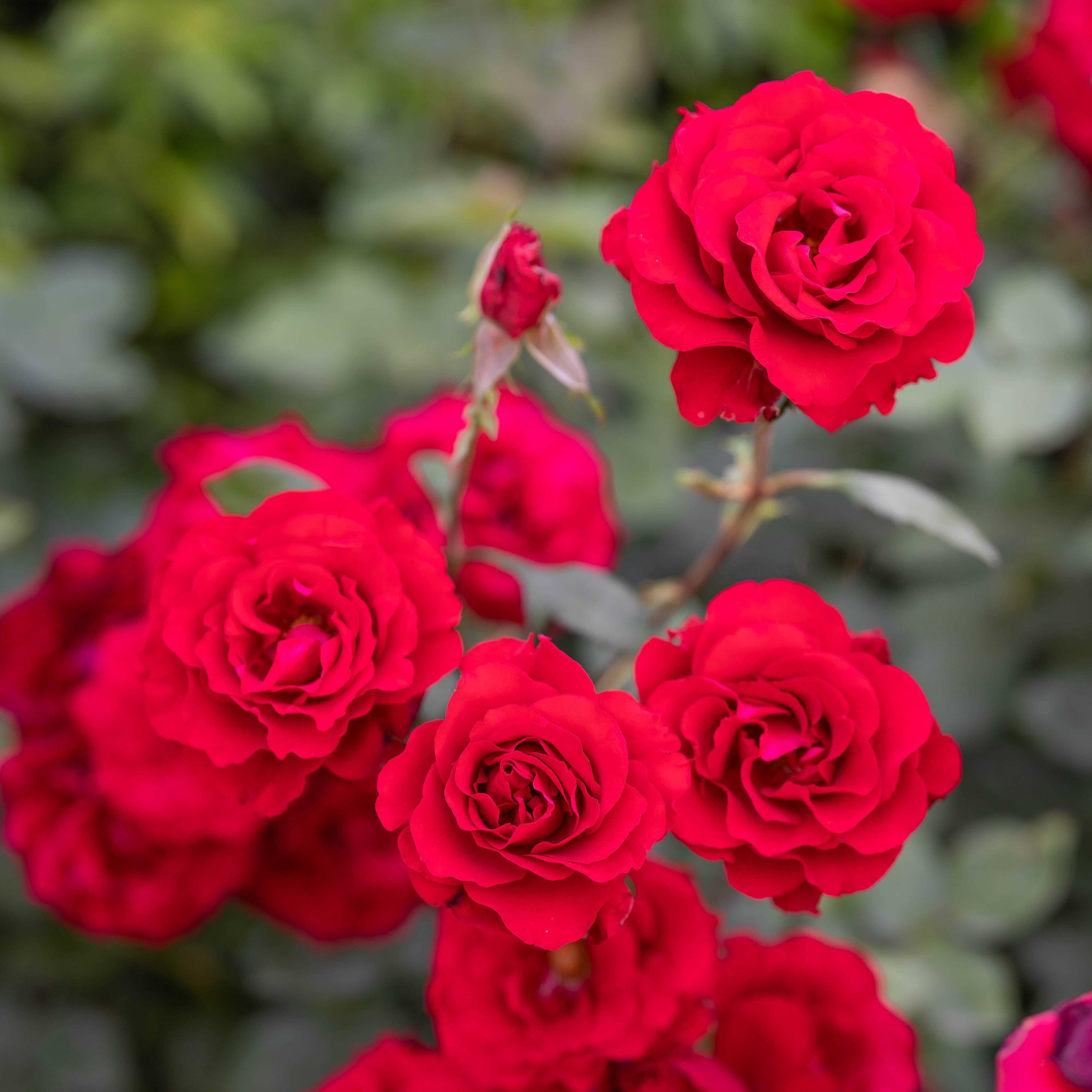 Oh My!® Bare Root Tree Rose