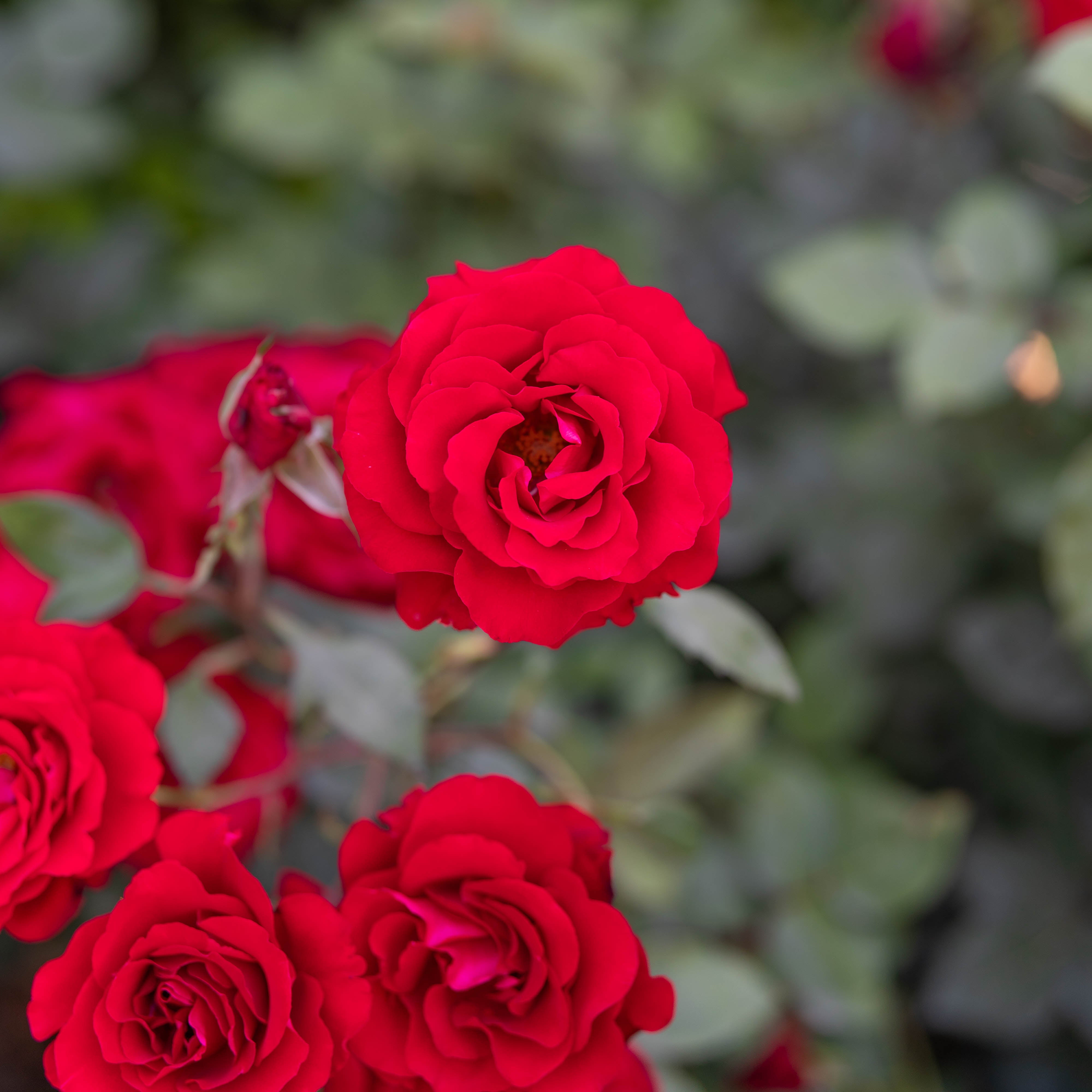 Oh My!® Bare Root Rose Bush