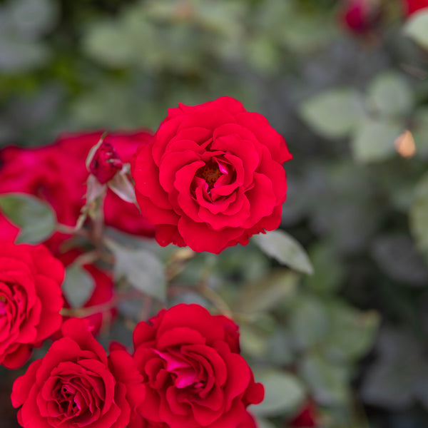 Oh My!® Bare Root Rose Bush