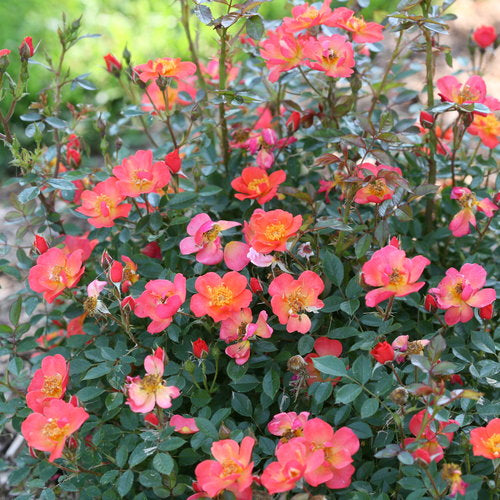 Proven Winners® Oso-Easy® Hot Paprika® Potted Rose Bush