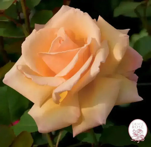 Over The Moon ™ Potted Rose Bush