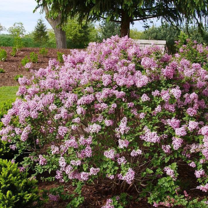 Bloomerang Purpink Lilac | Reblooming Pink Lilac | Grace Rose Farm