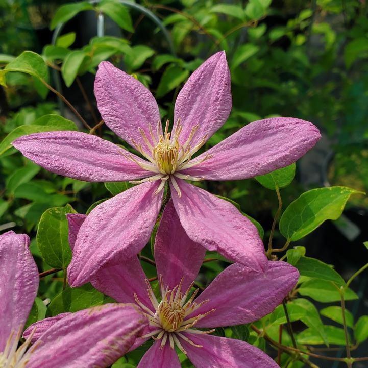 Clematis Sally™ Potted Clematis Plant