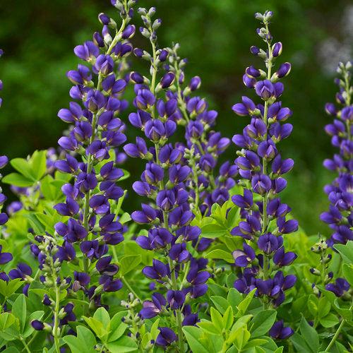 Proven Winners® Baptisia Decadence® Sparkling Sapphires Potted False Indigo Plant