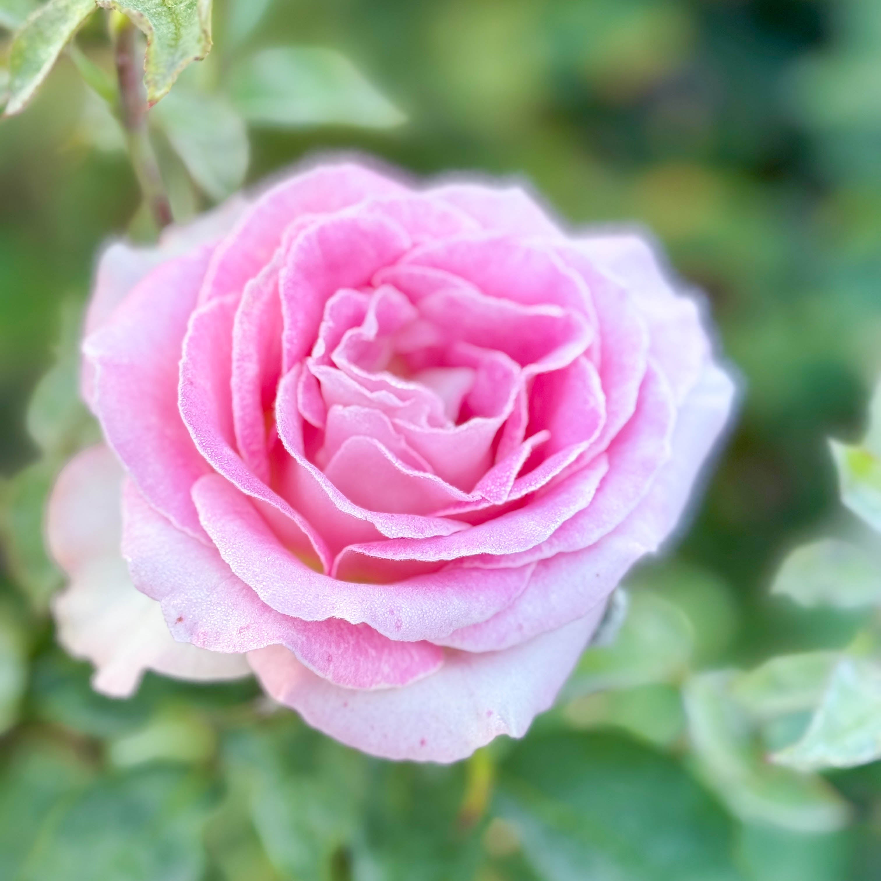 Painted Porcelain™ Potted Tree Rose