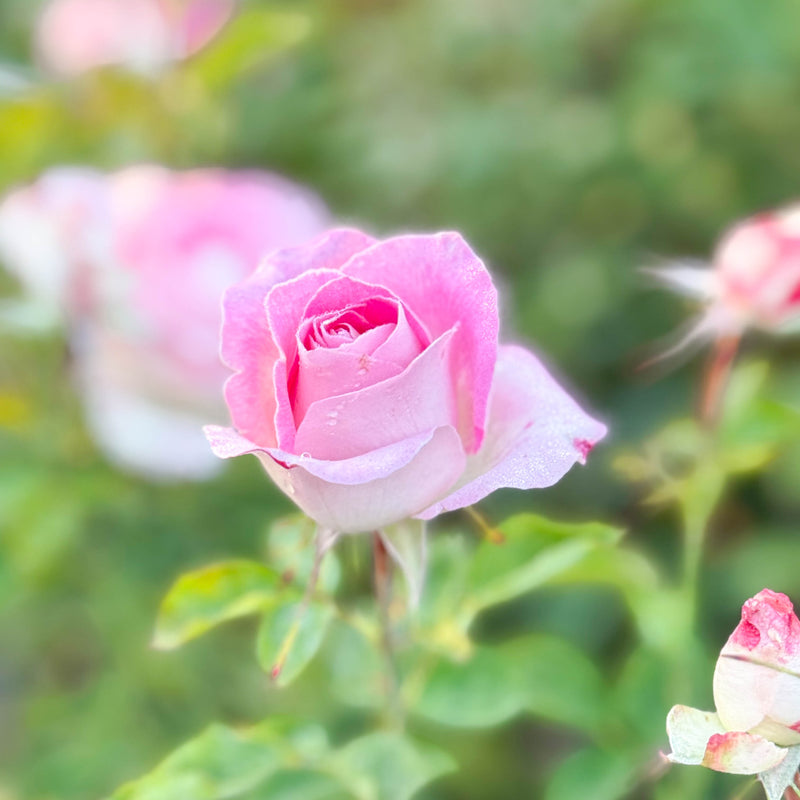 Painted Porcelain™ Bare Root Rose Bush