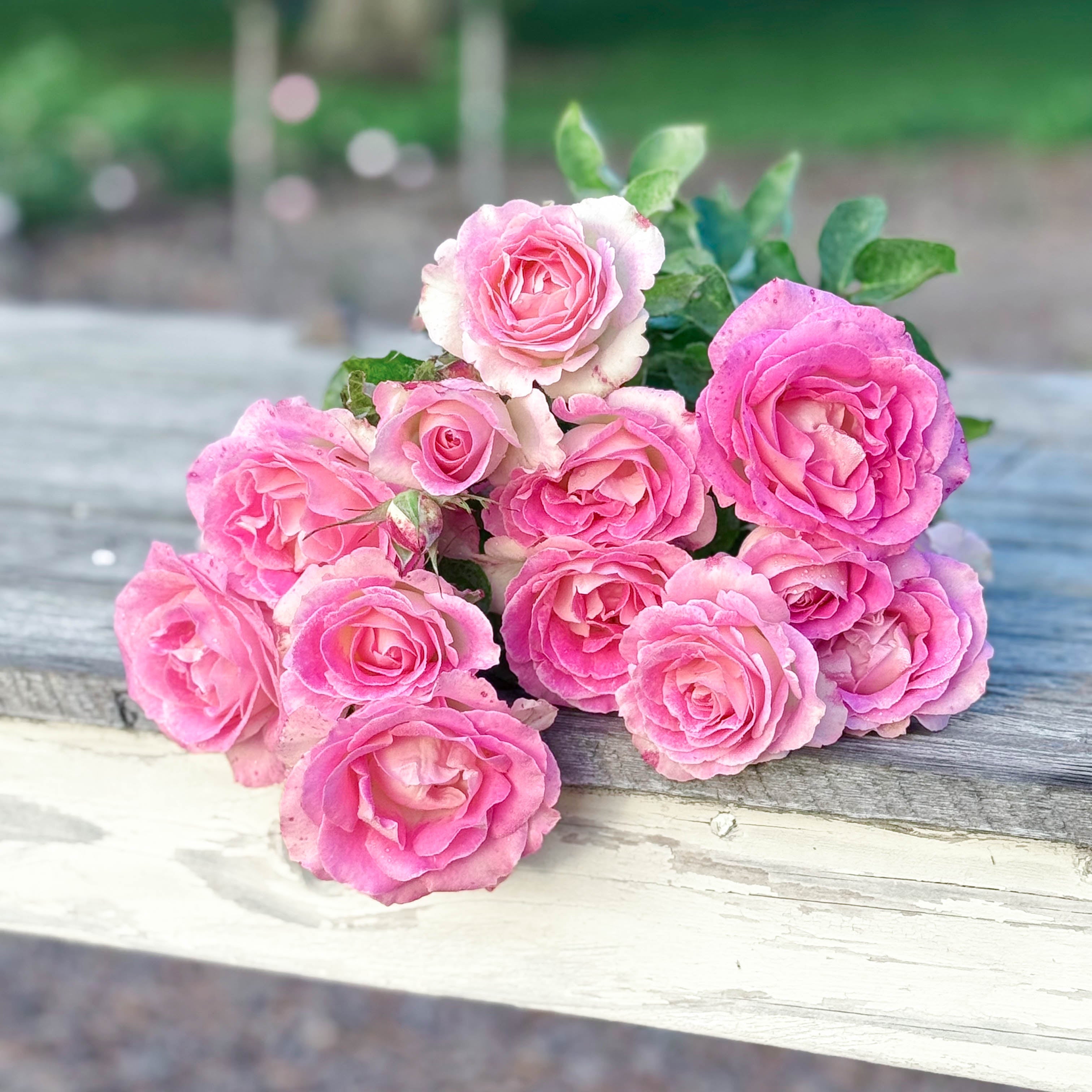 Painted Porcelain™ Potted Tree Rose