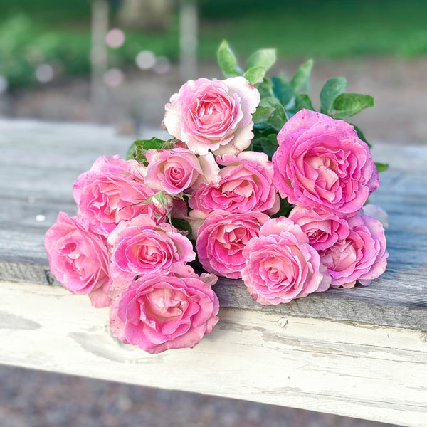 Painted Porcelain™ Potted Tree Rose