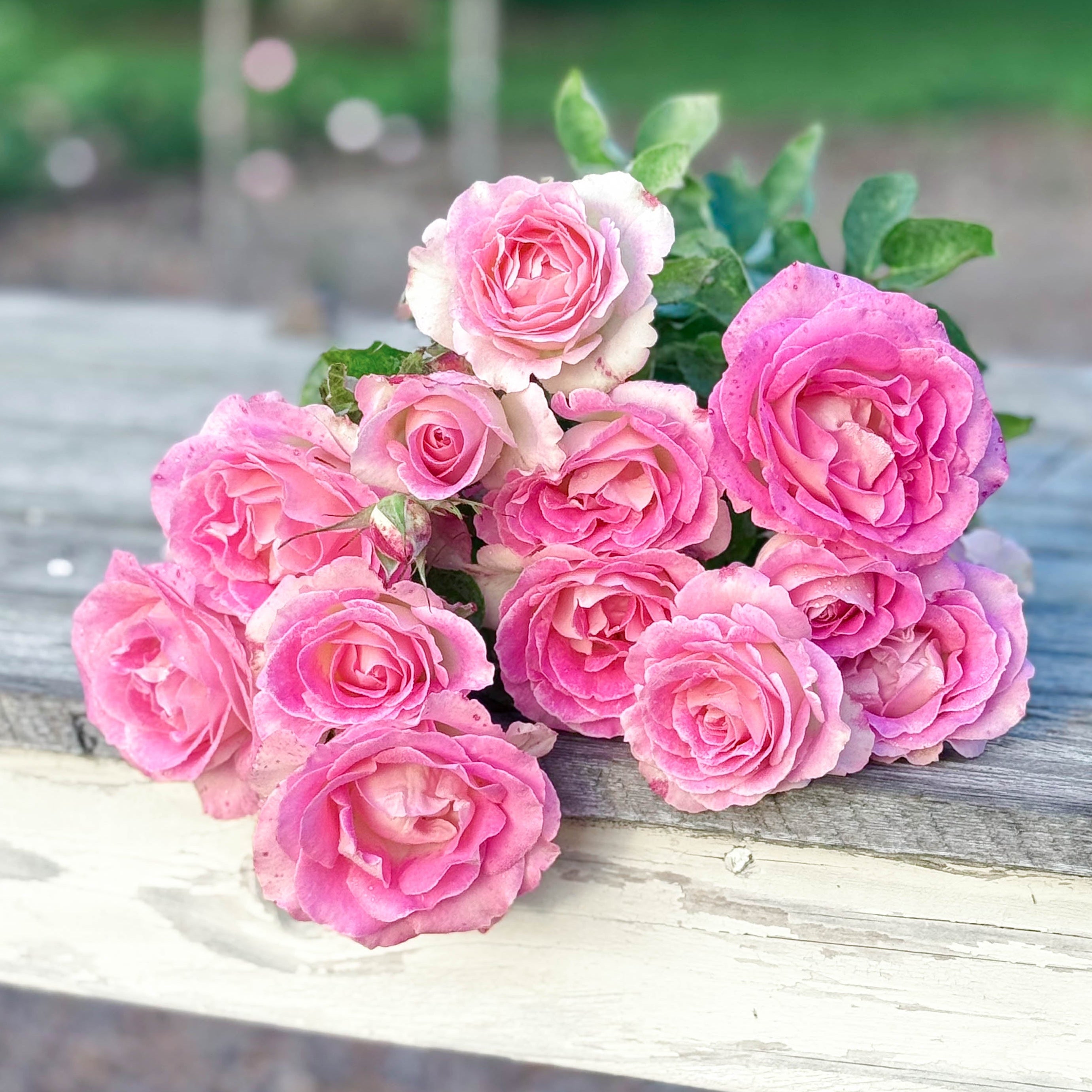Painted Porcelain Potted Rose Bush | Pink Cream Rose Bush | Grace