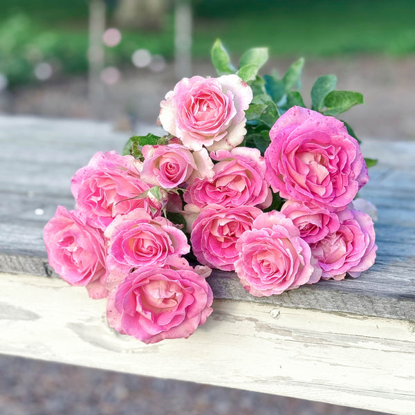 Painted Porcelain™ Bare Root Rose Bush