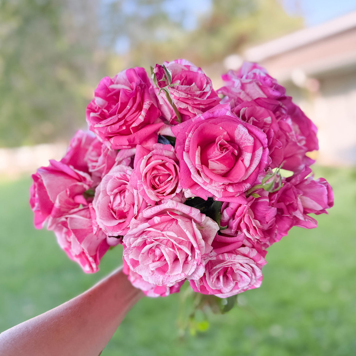 Parade Day™ Potted Rose Bush