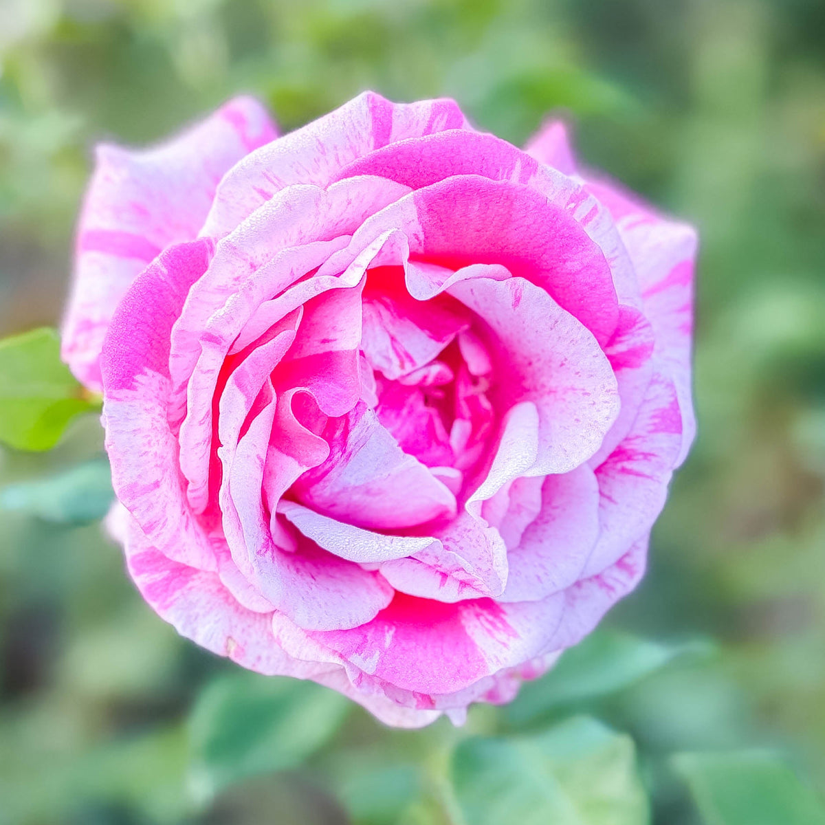 Parade Day™ Potted Rose Bush