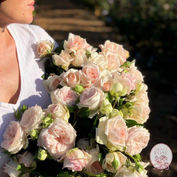 Parfuma® Madame Anisette™ Potted Rose Bush #1 Own Root Potted Rose Bush BUSHES