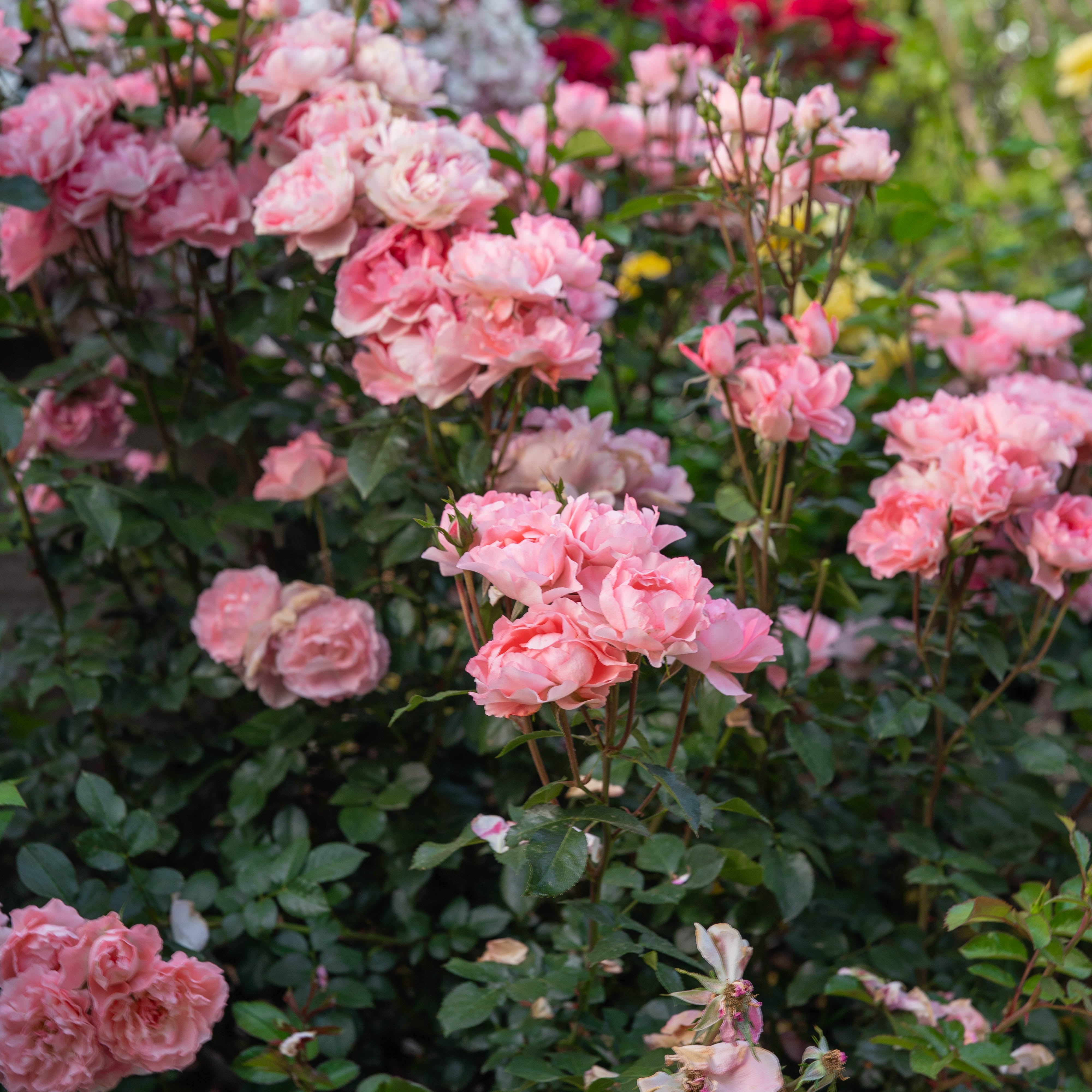 Passionate Kisses Tree Rose | Pink Blend Tree Rose | Grace Rose Farm