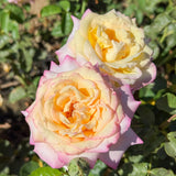 Peace Bare Root Tree Rose