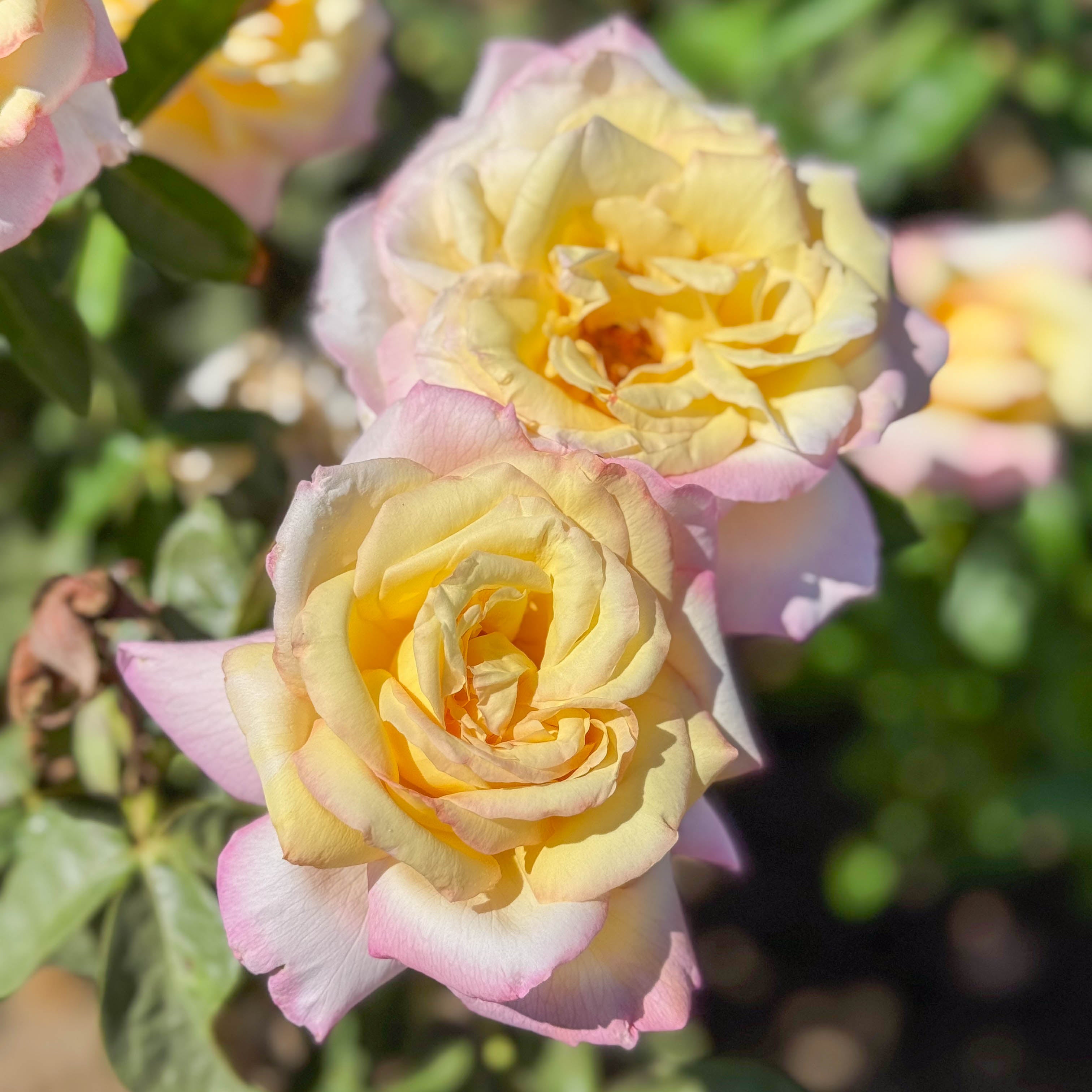 Peace Potted Rose Bush