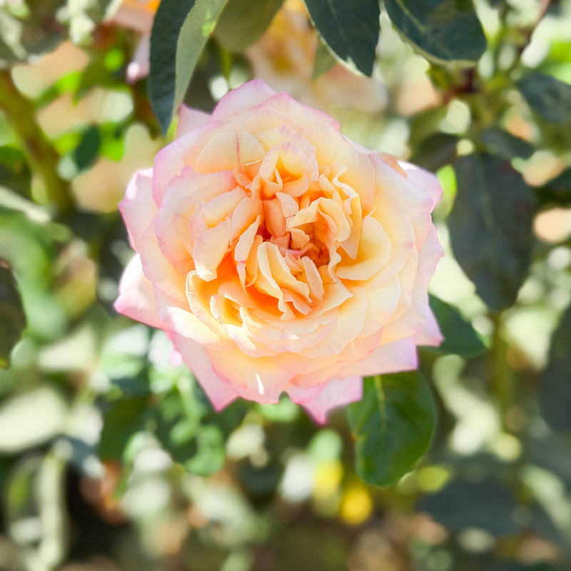 Peace Potted Tree Rose