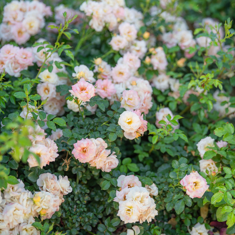 Peach Drift ® Potted Rose Bush
