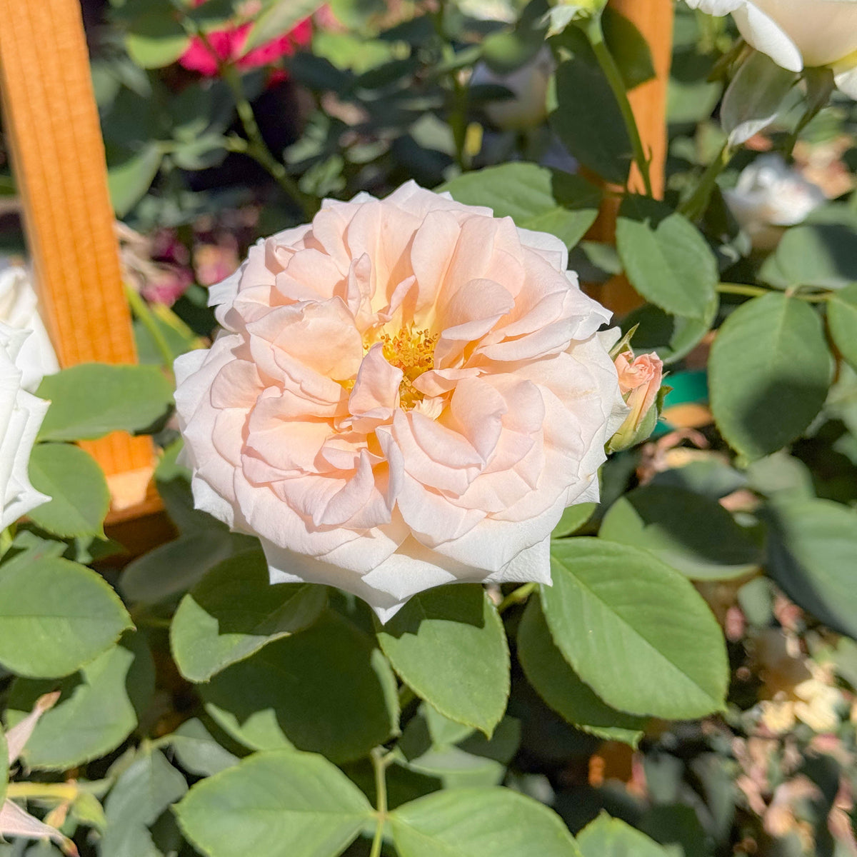 Pearly Gates™ Potted Climbing Rose