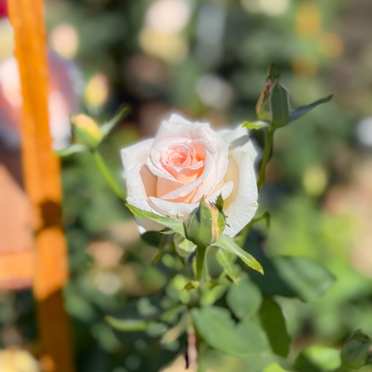 Pearly Gates™ Potted Climbing Rose