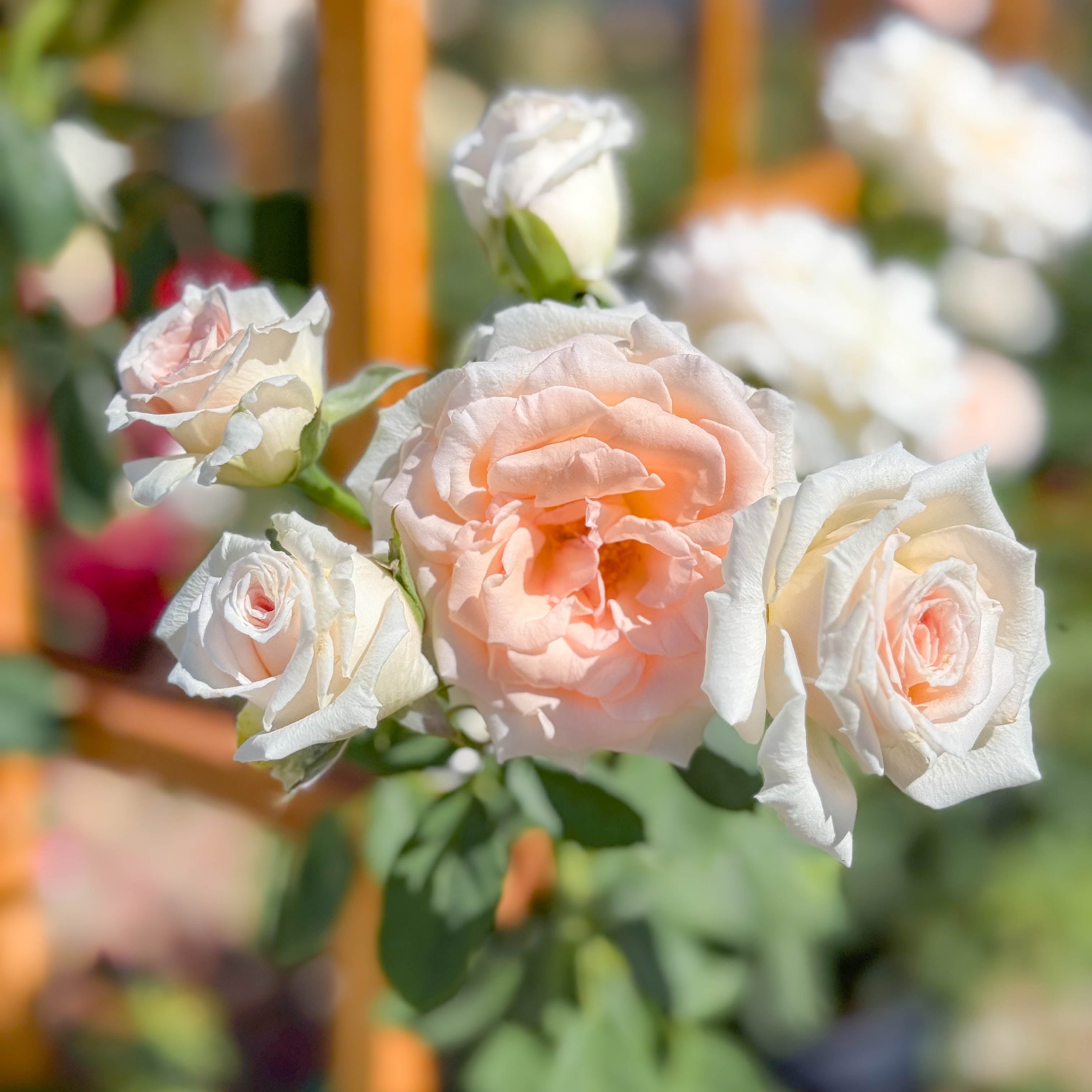 Pearly Gates Bare Root Climbing Rose