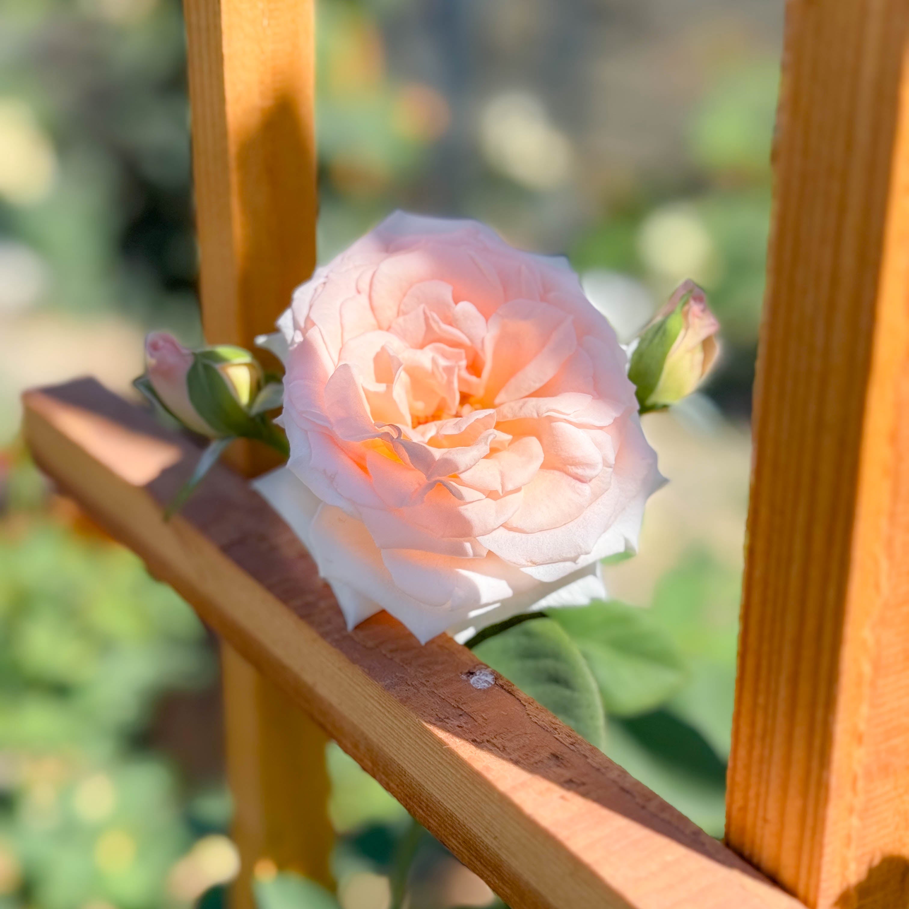 Pearly Gates Bare Root Climbing Rose