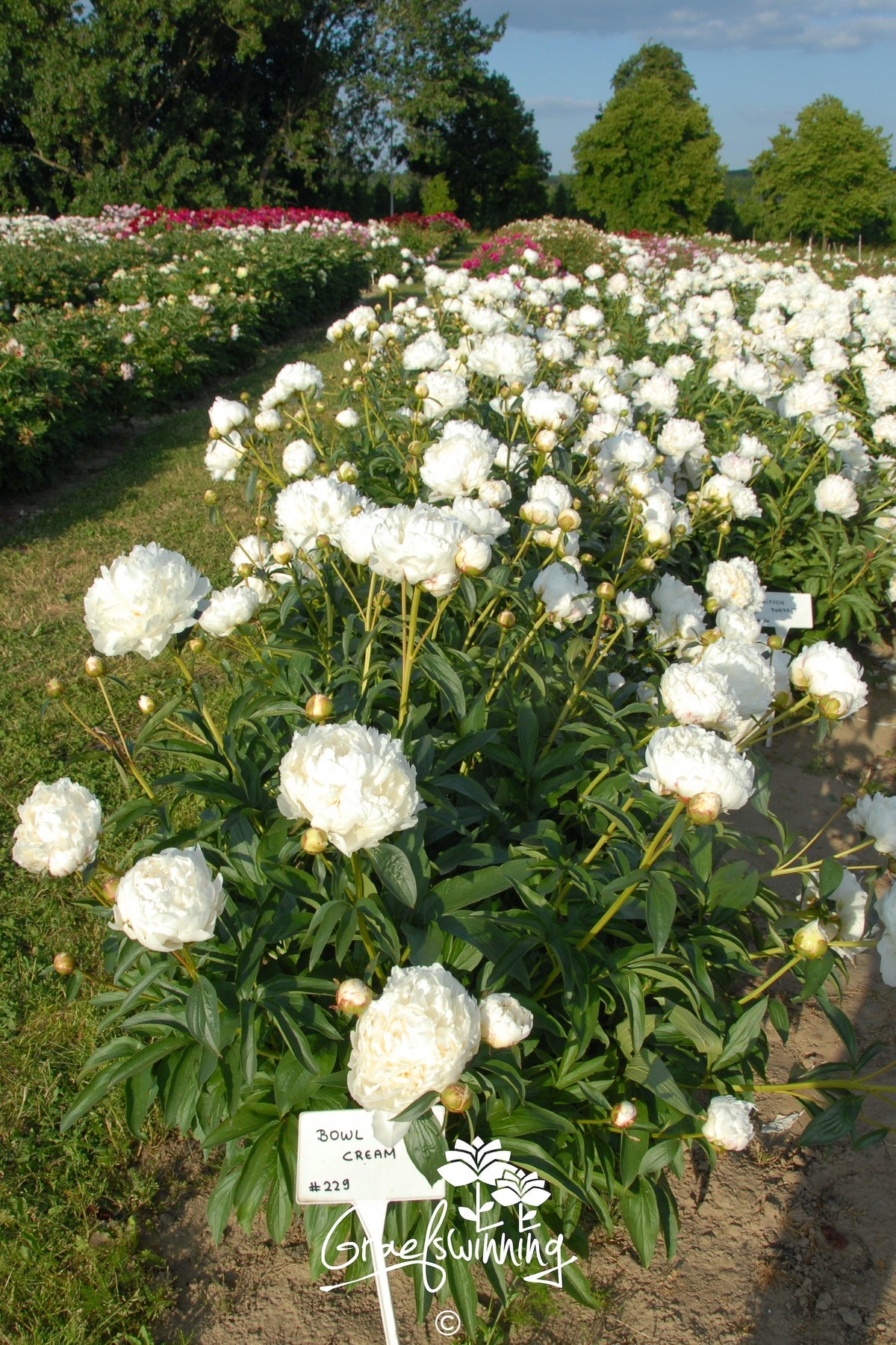 Peony Bowl Of Cream - Peony Bulbs