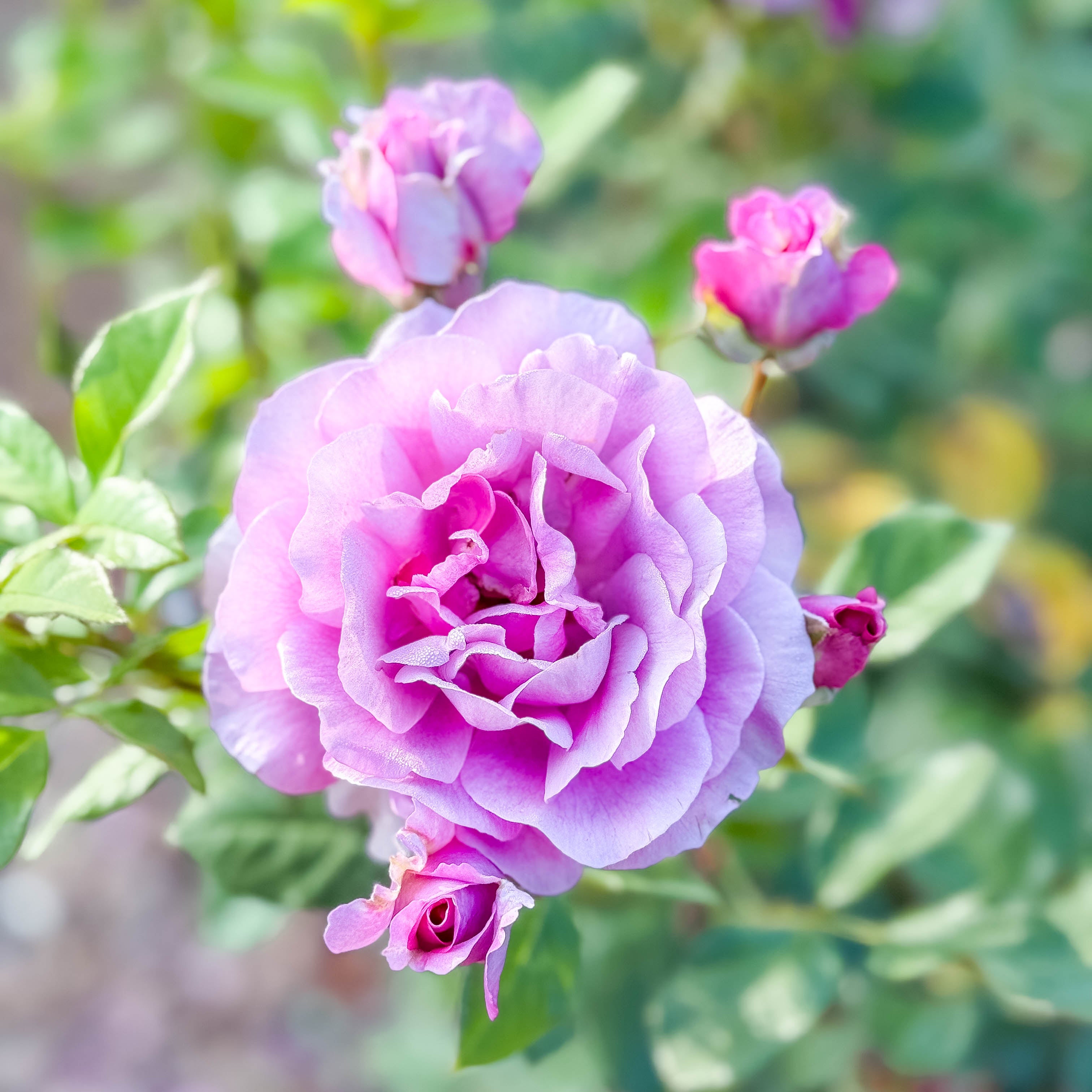 Perfume Factory™ Potted Rose Bush - Grace Rose Farm