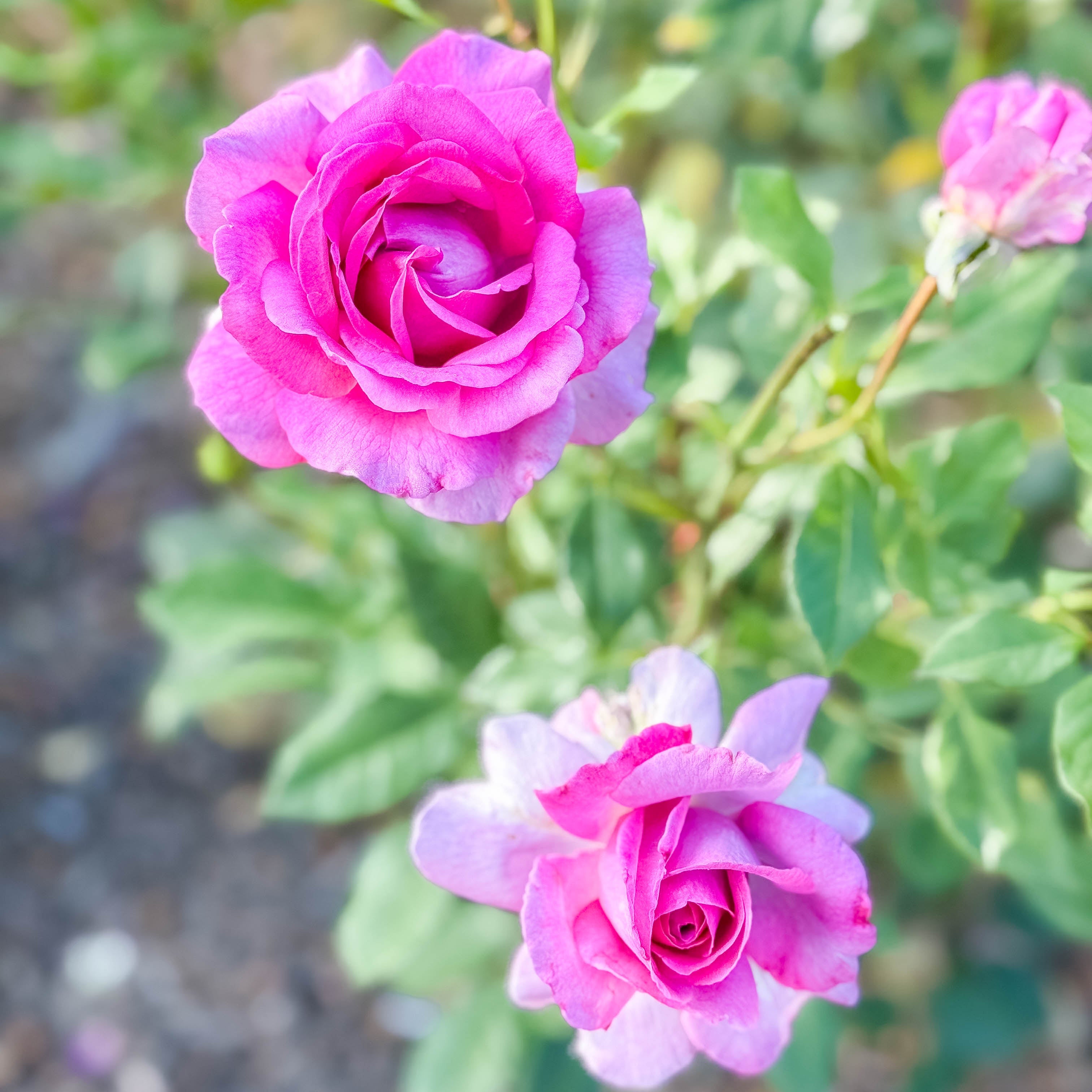 Perfume Factory™ Potted Tree Rose