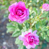 Perfume Factory™ Potted Tree Rose