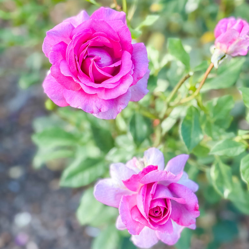 Perfume Factory™ Bare Root Tree Rose