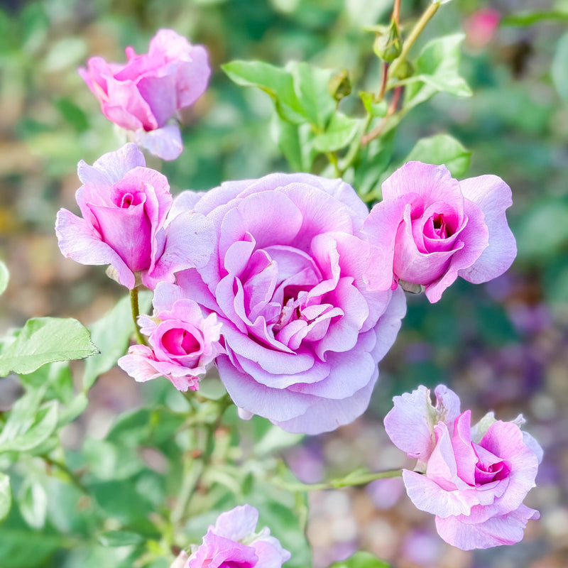 Perfume Factory™ Bare Root Tree Rose
