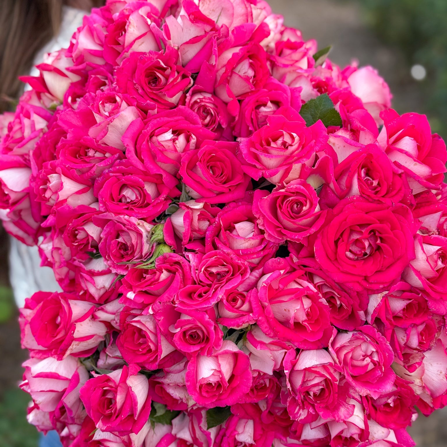 Picture Perfect™ Bare Root Tree Rose