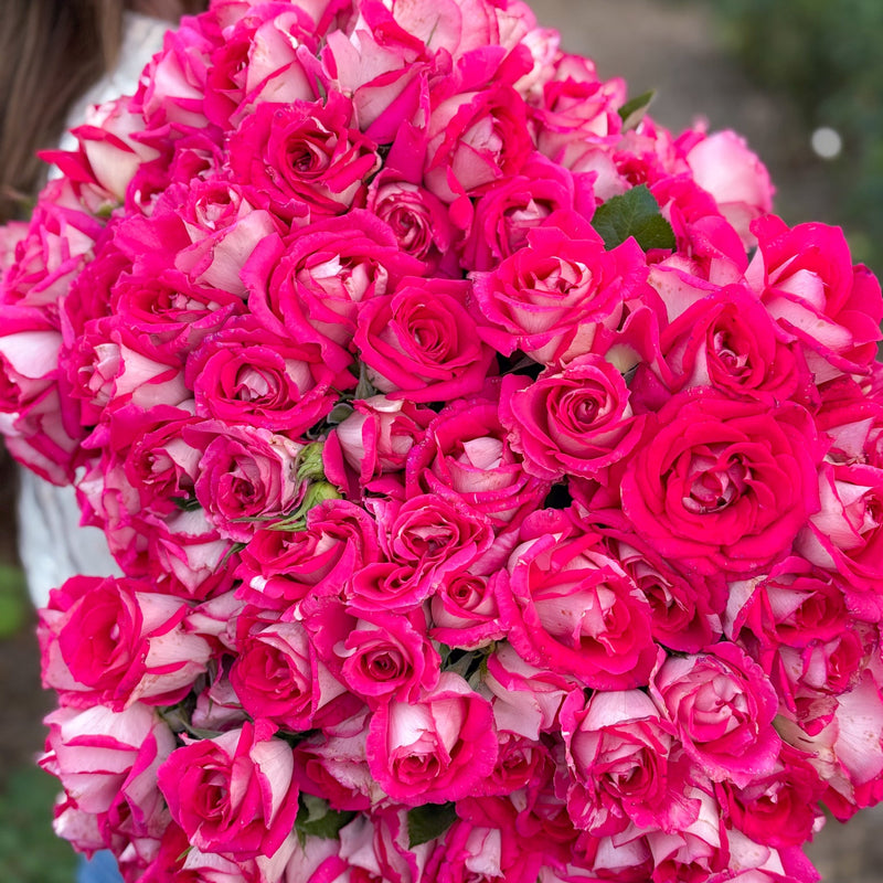 Picture Perfect™ Bare Root Tree Rose