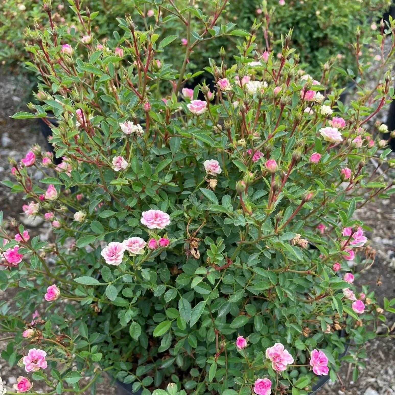 Wanderlust Roses™ Pink Tumbleweed™ Potted Rose Bush