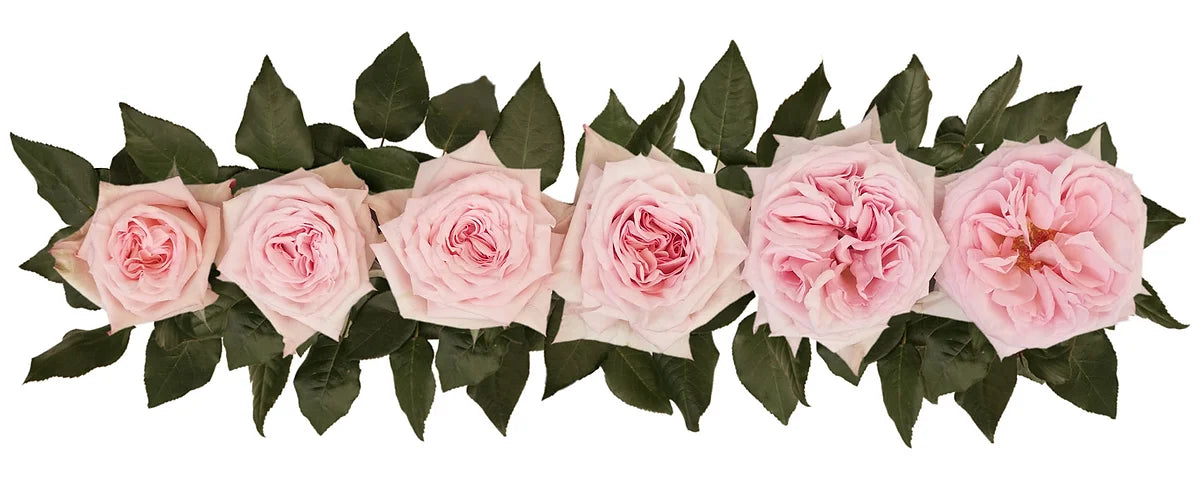 Pink O'Hara® Special Bouquet