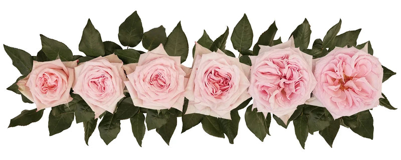 Pink O'Hara® Bouquet