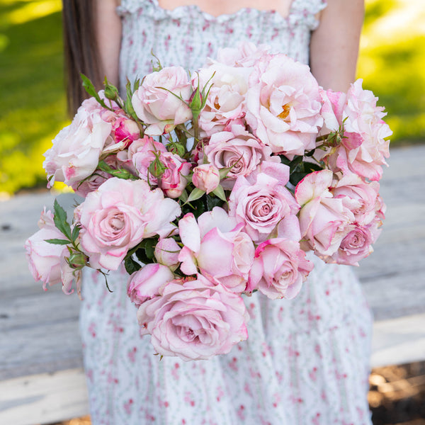 Pinkerbelle™  Bare Root Rose Bush