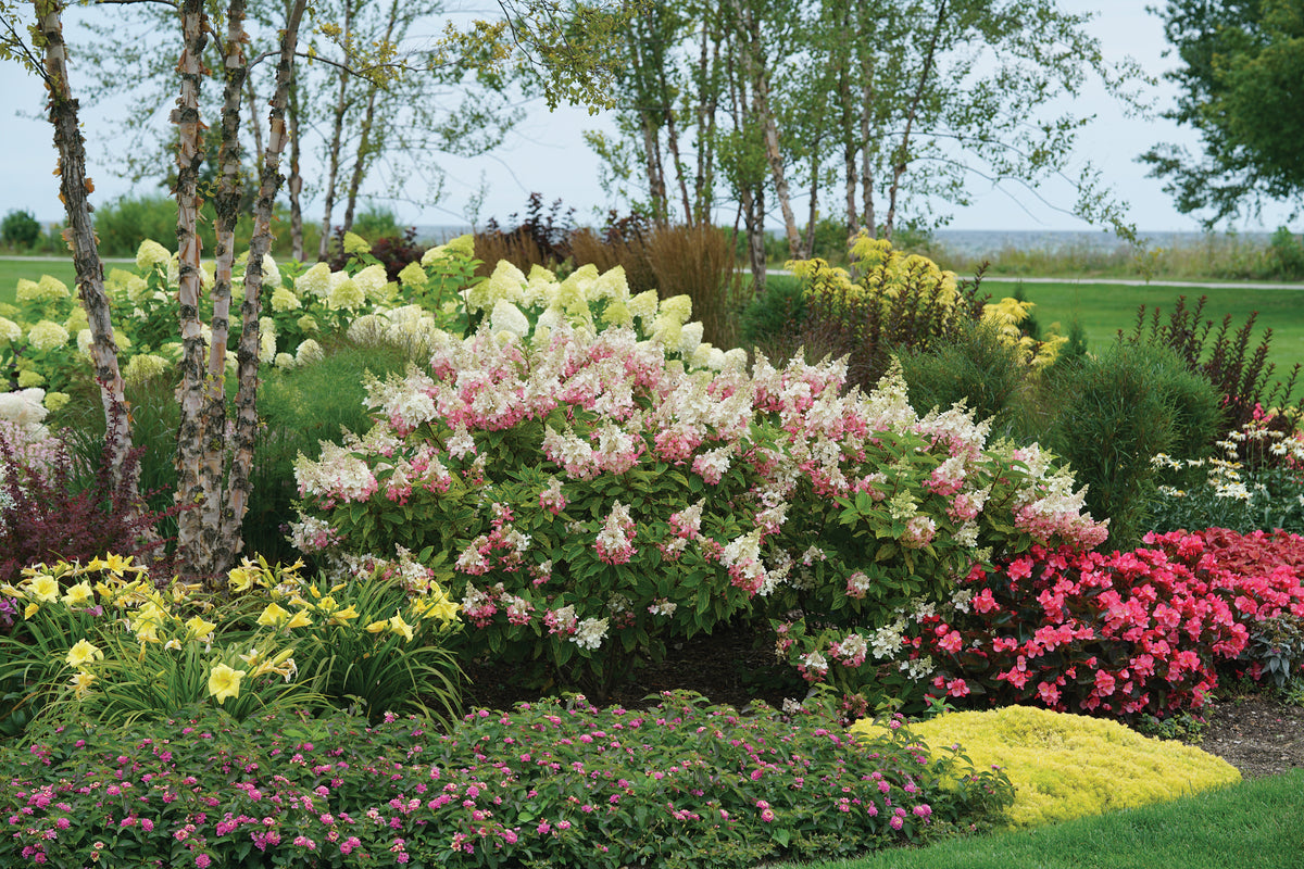 Proven Winners® Pinky Winky® Panicle Hydrangea Bare Root Hydrangea Bush